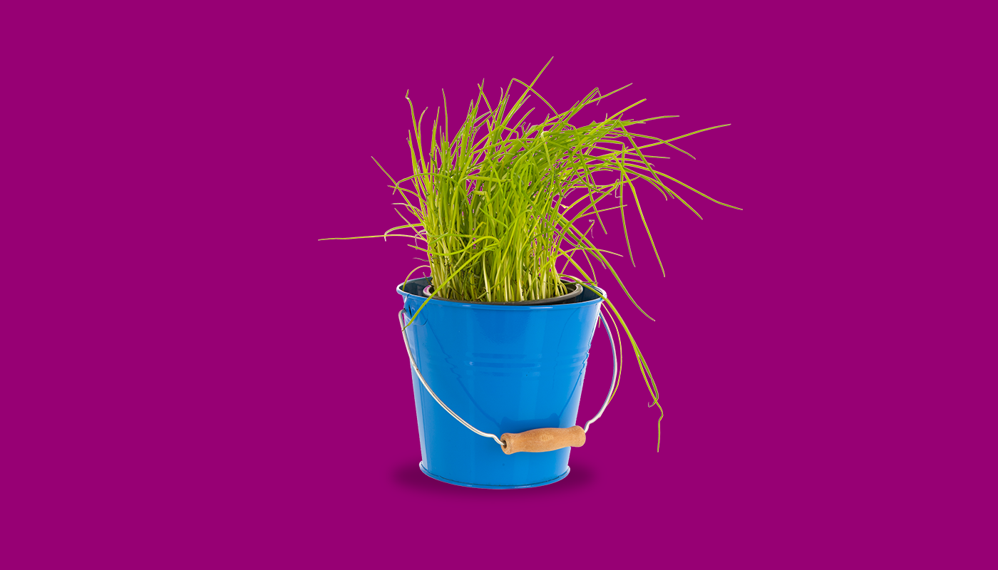 Slowly growing plant in blue pot